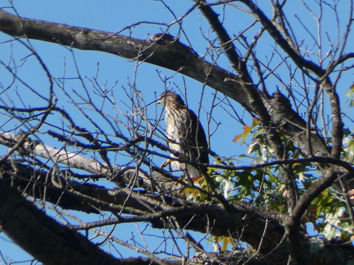 Cooper's Hawk - ML642483632