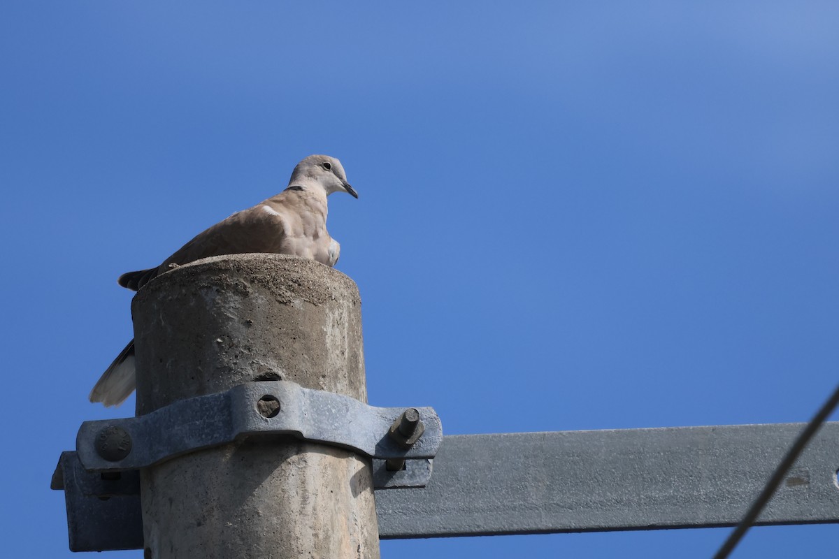 Tortora dal collare - ML642483638