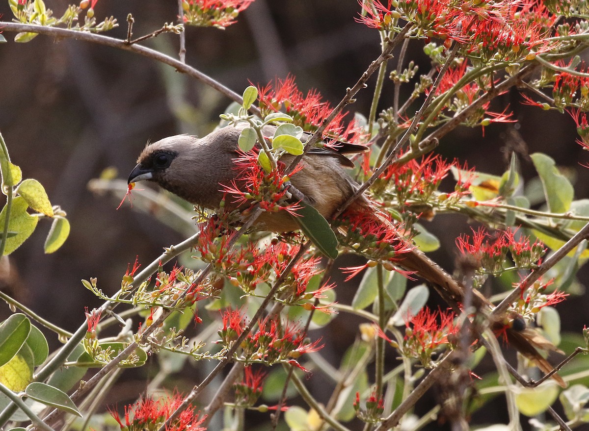 Speckled Mousebird - ML642483653