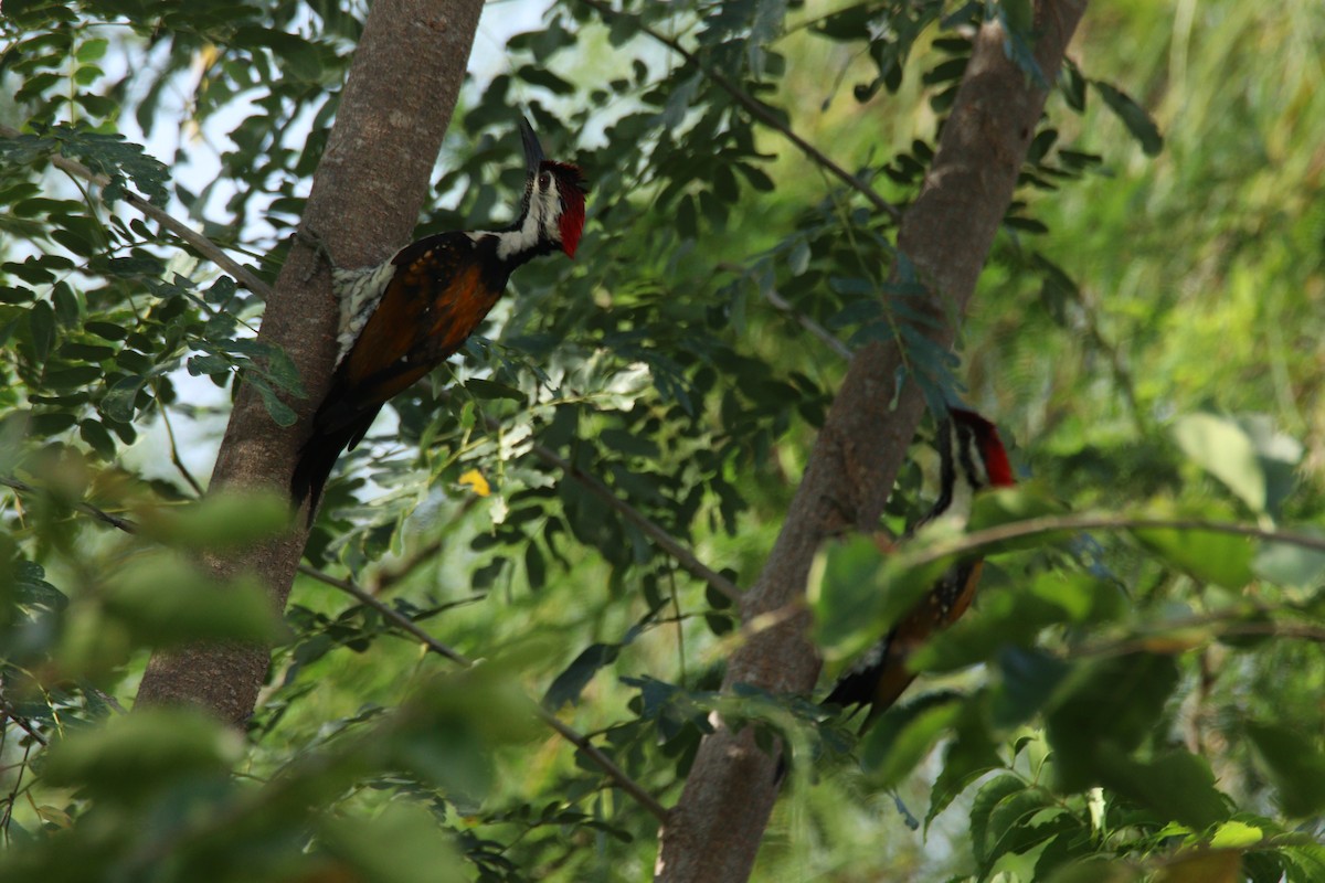 Black-rumped Flameback - ML642483654