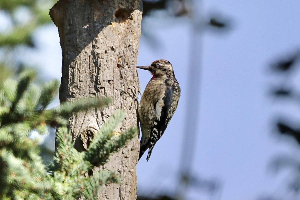 Yellow-bellied Sapsucker - ML642483672