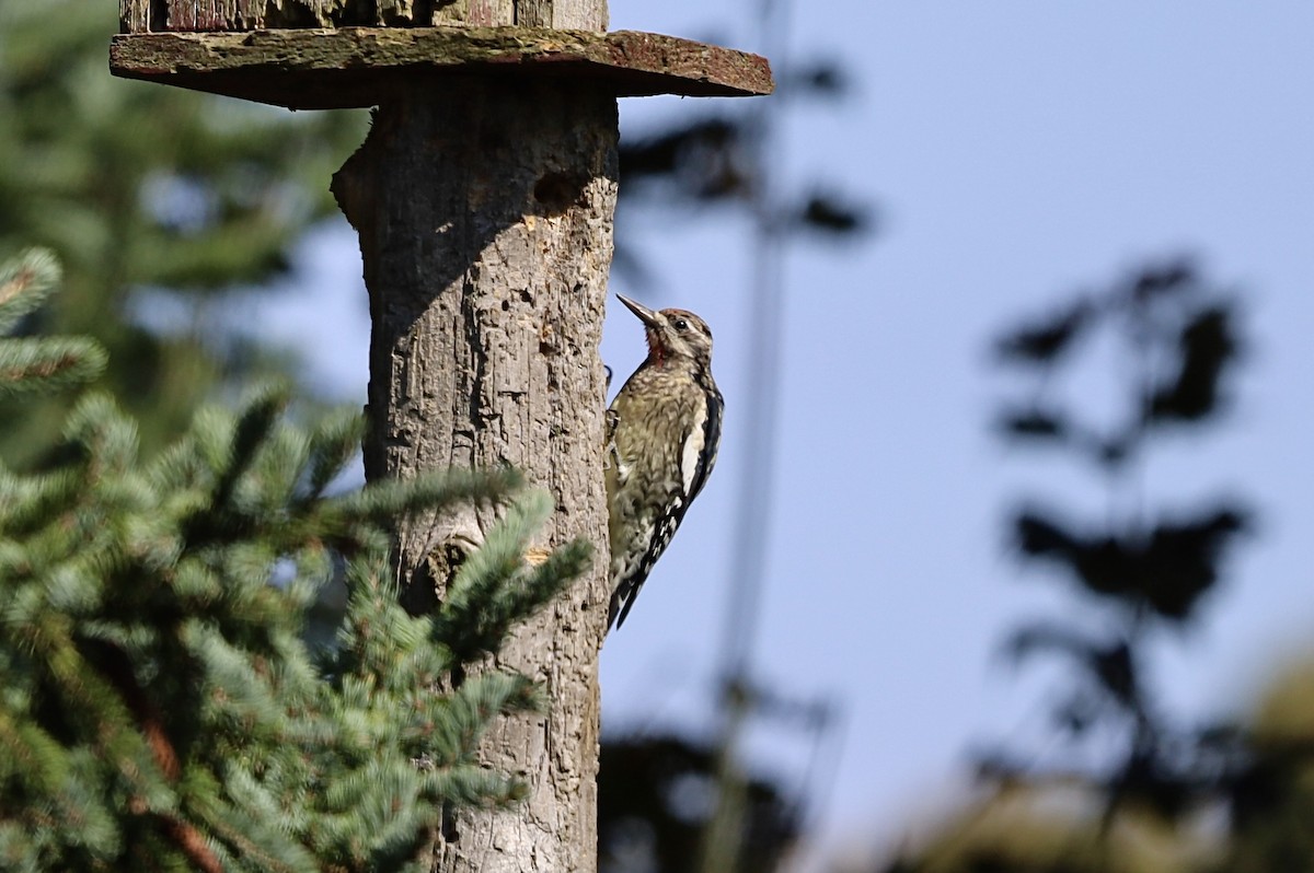 Yellow-bellied Sapsucker - ML642483673