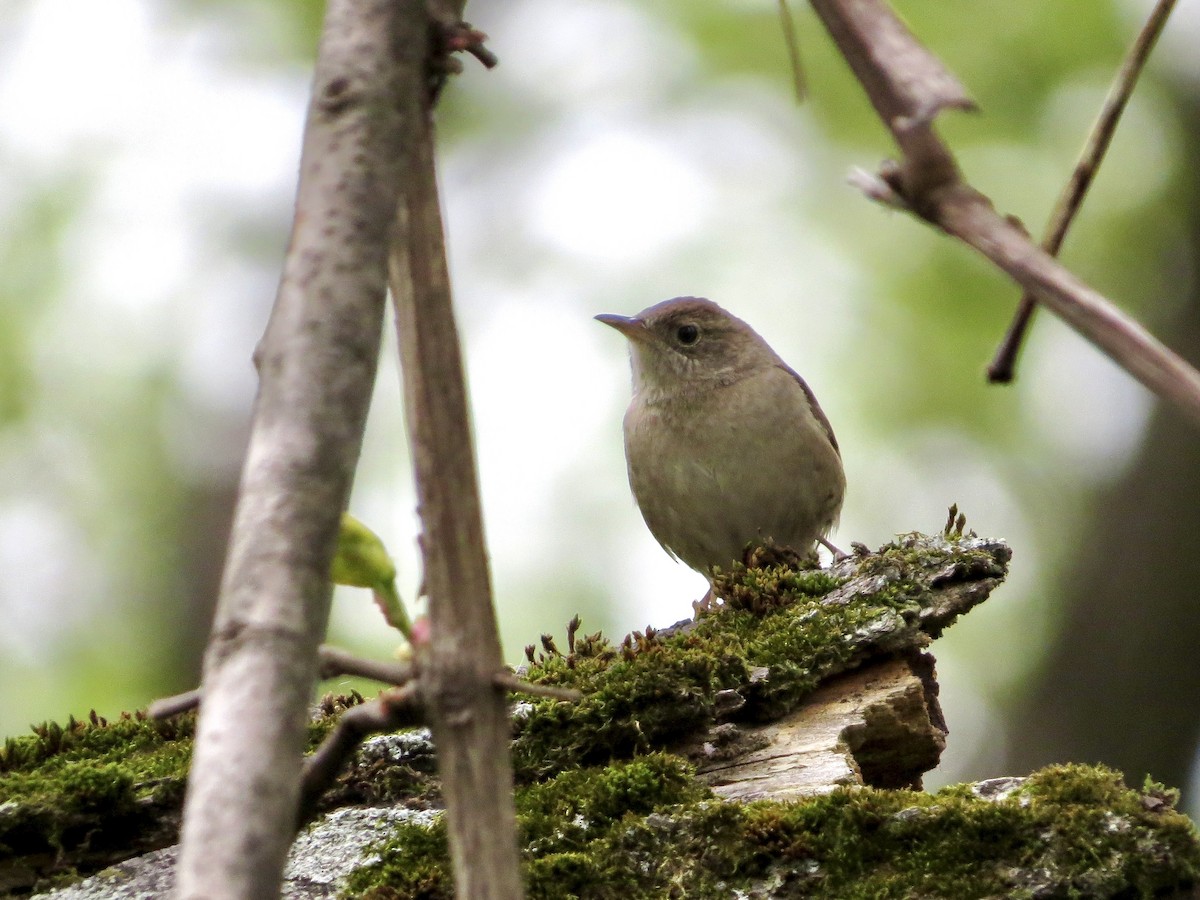 Northern House Wren (Northern) - ML642483674