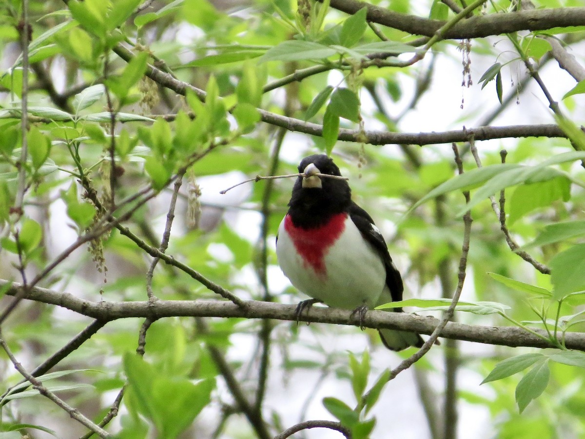 Rose-breasted Grosbeak - ML642483687
