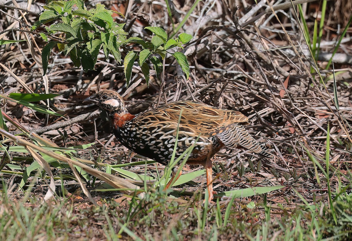 Black Francolin - ML642483692