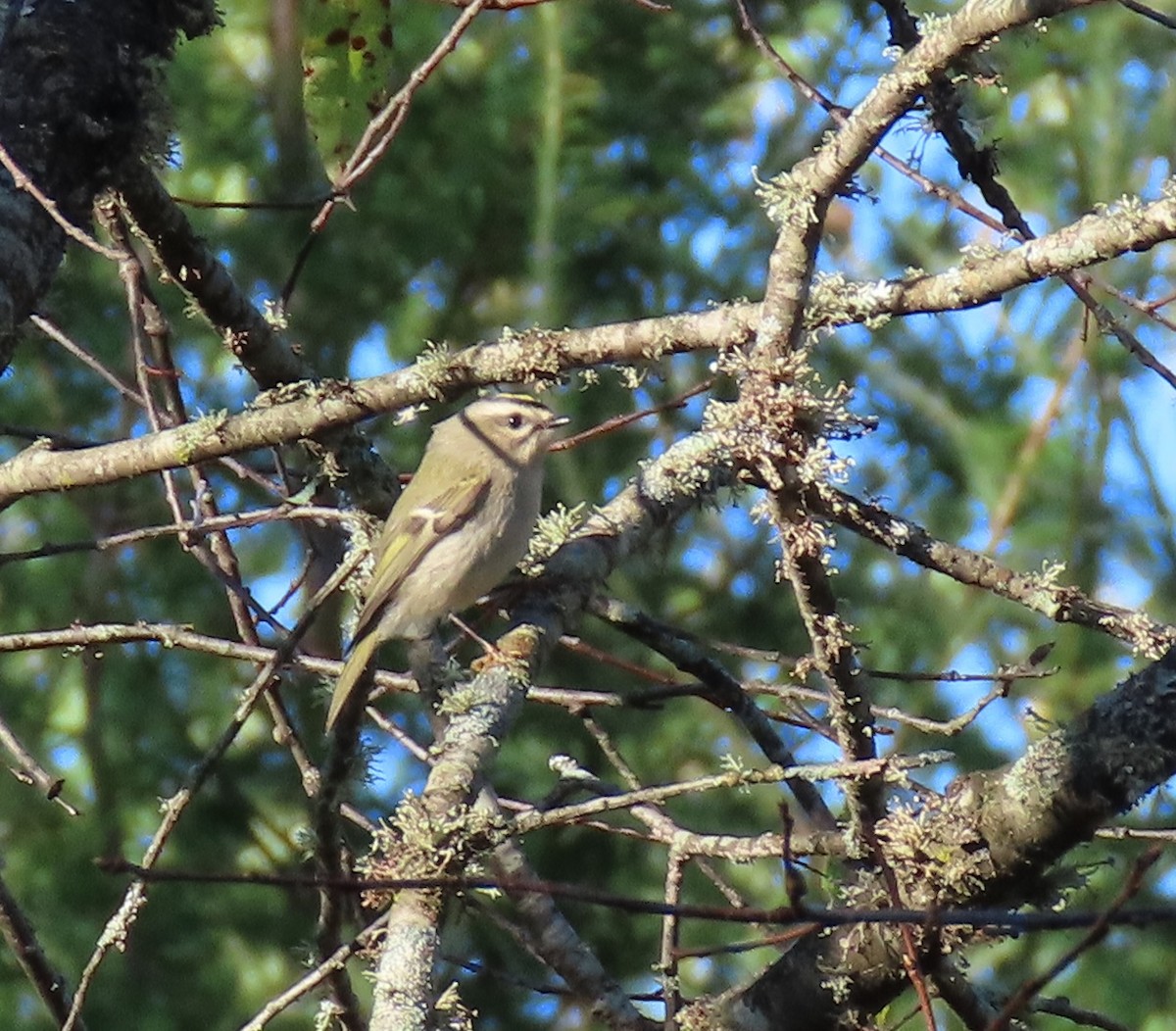 Golden-crowned Kinglet - ML642483722