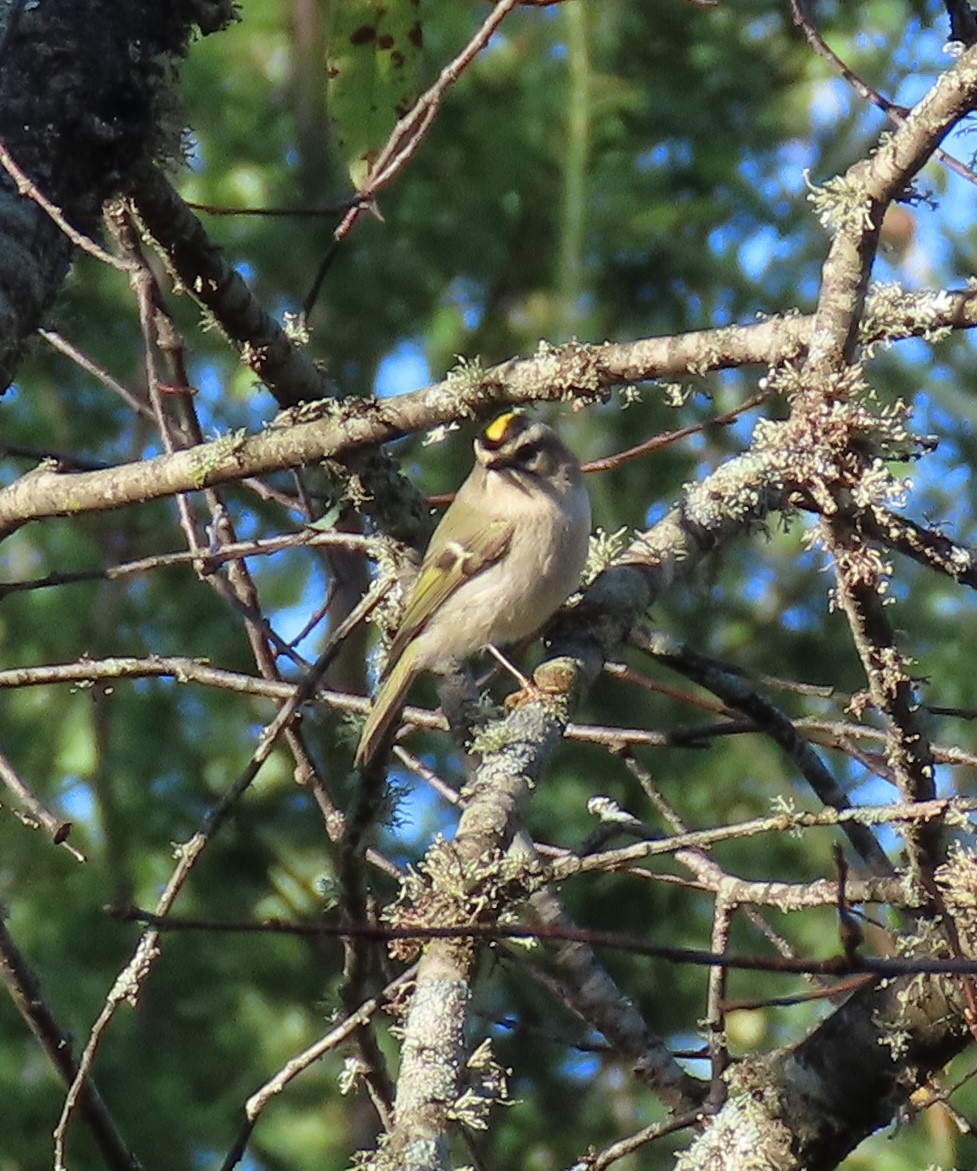 Golden-crowned Kinglet - ML642483744