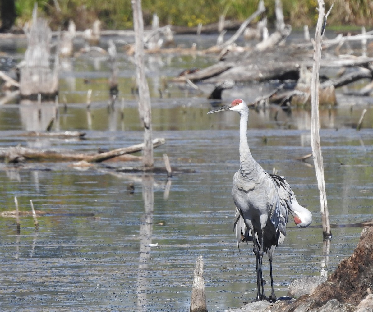 Sandhill Crane - ML642483756