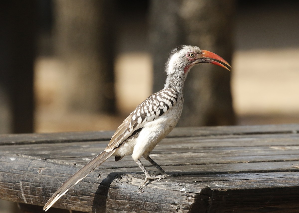 Southern Red-billed Hornbill - ML642483772