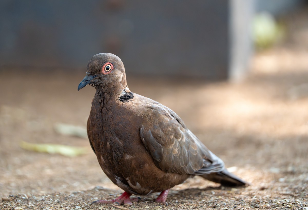 Mourning Collared-Dove - ML642483800