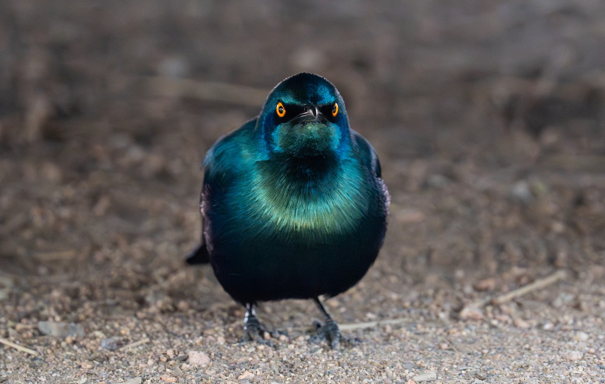 Cape Starling - ML642483815