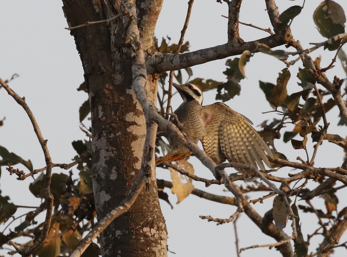 Bearded Woodpecker - ML642483853