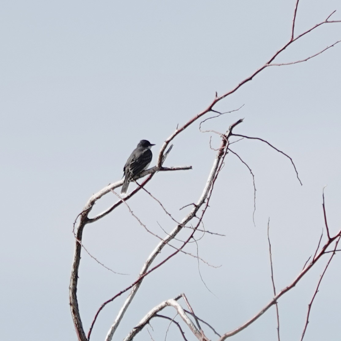 Eastern Kingbird - ML642483869