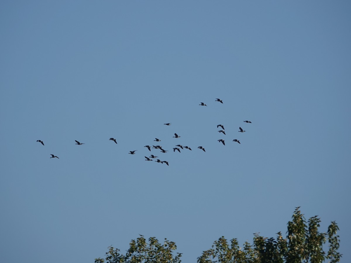 Greater White-fronted Goose - ML642483881
