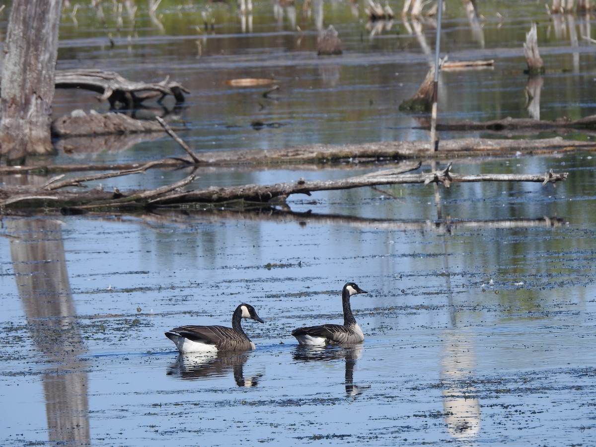 Canada Goose - ML642483882