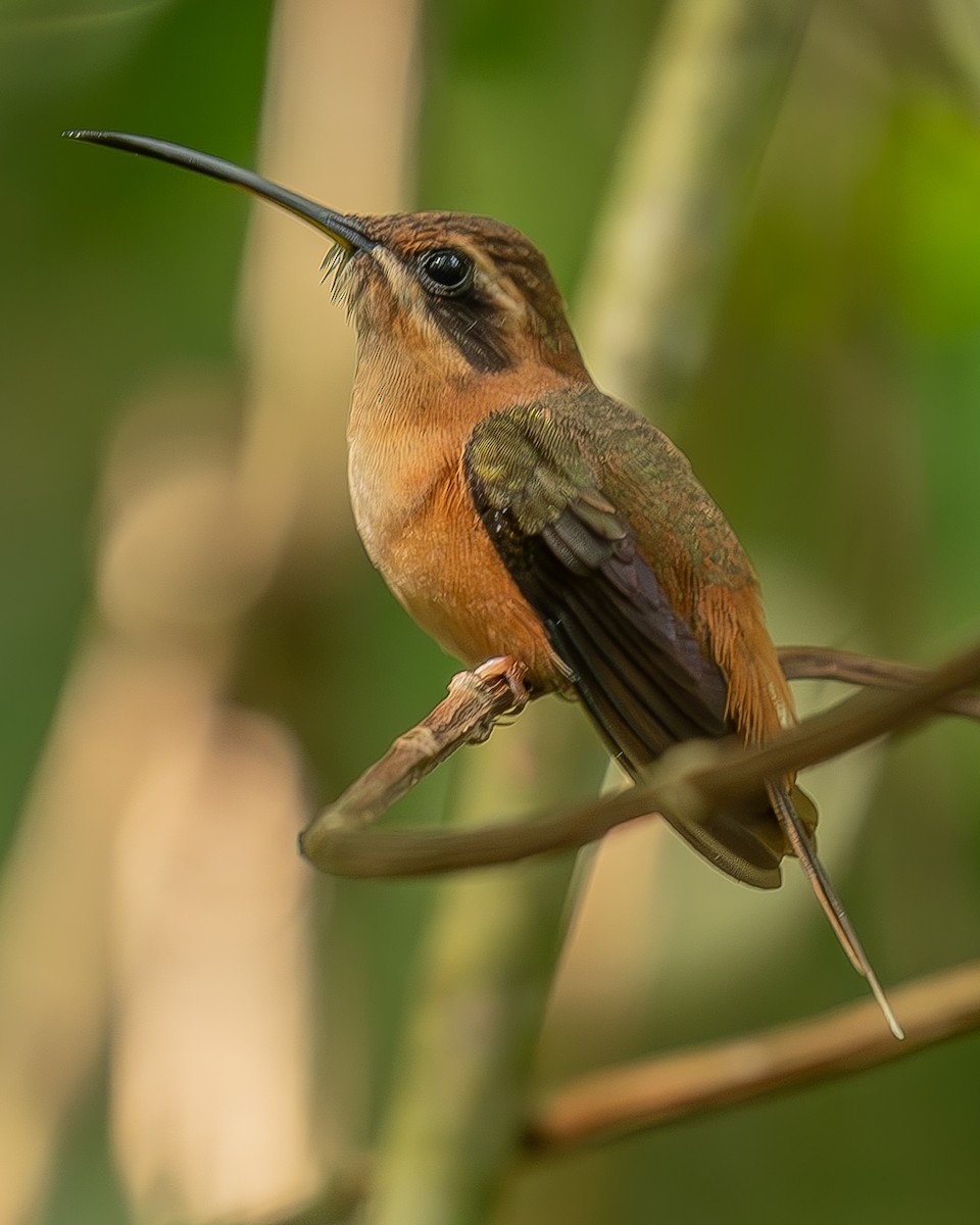 Stripe-throated Hermit - ML642483896