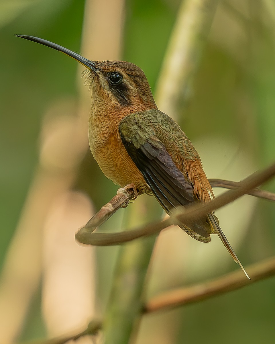 Stripe-throated Hermit - ML642483897