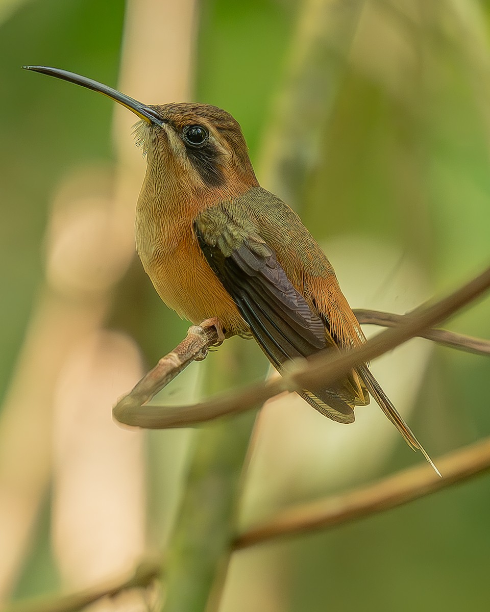 Stripe-throated Hermit - ML642483898