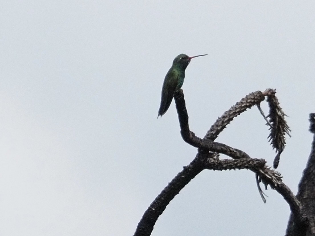 Berylline Hummingbird - ML642483947