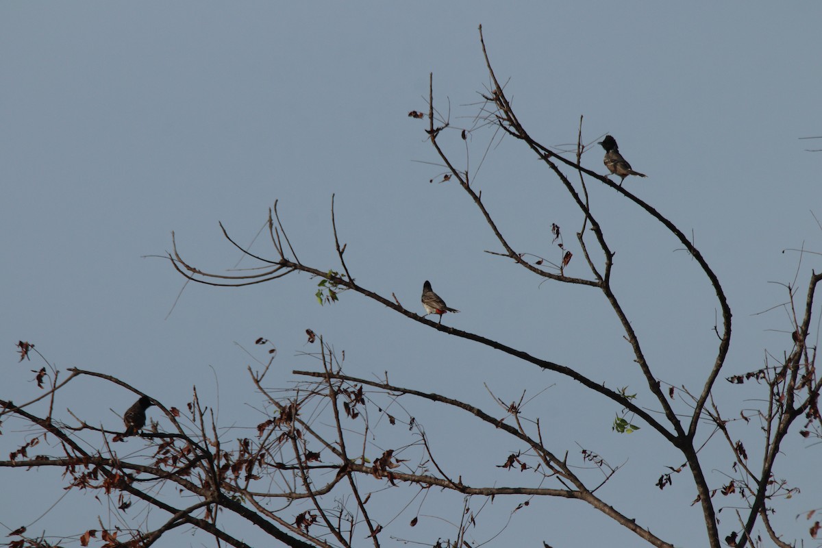 Red-vented Bulbul - ML642483967