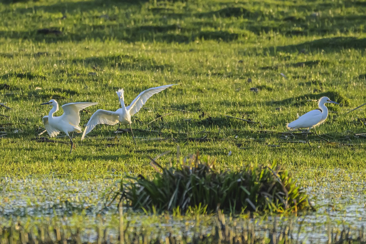 Snowy Egret - ML642483969
