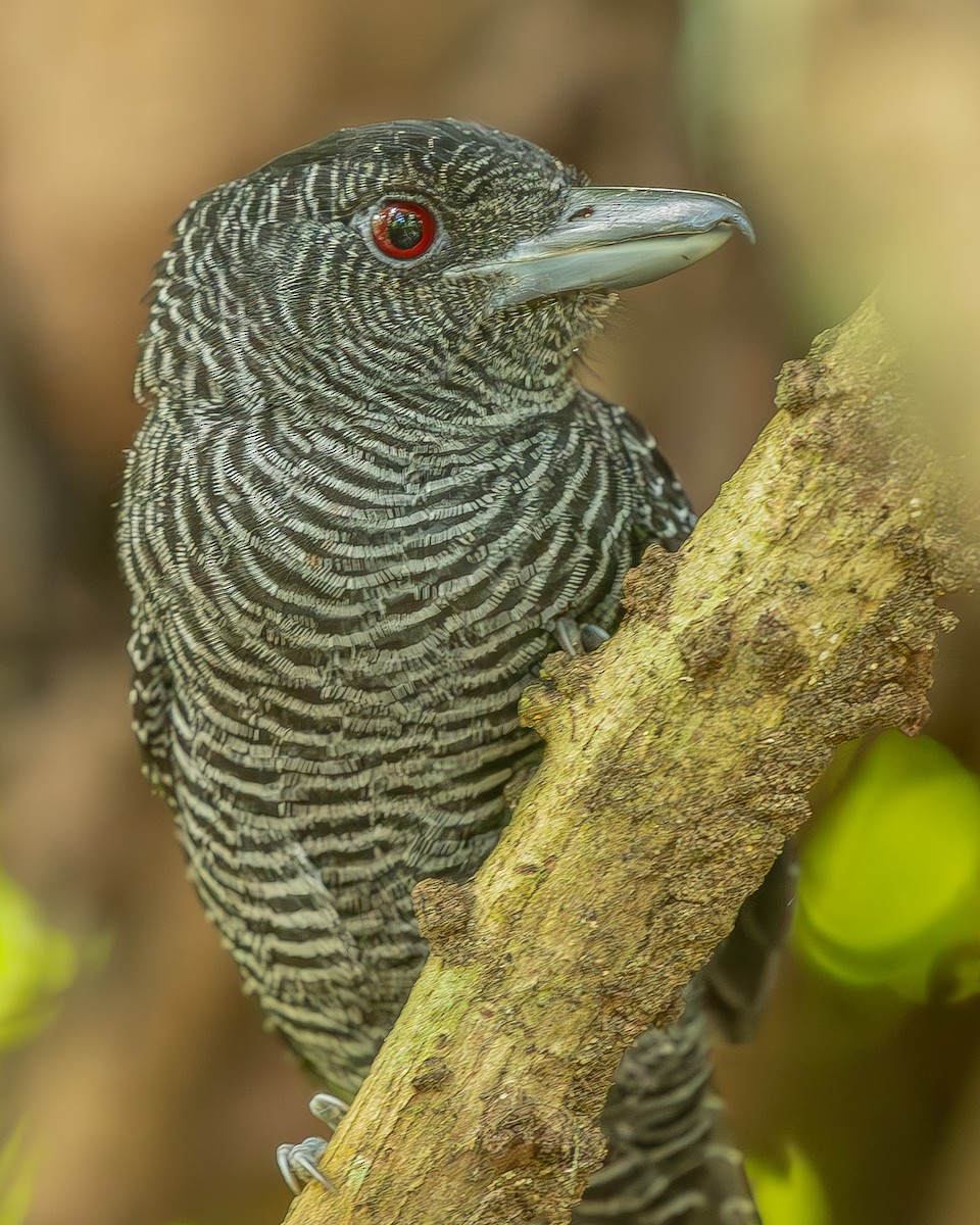 Fasciated Antshrike - ML642483971