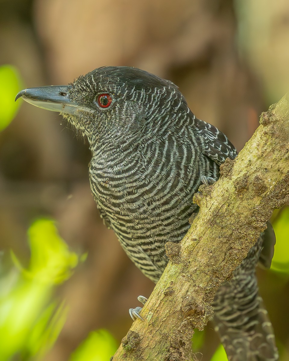 Fasciated Antshrike - ML642483972