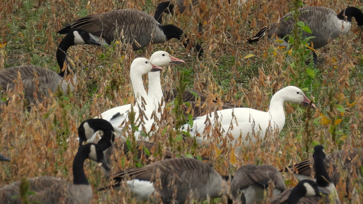 Snow Goose - ML642483973