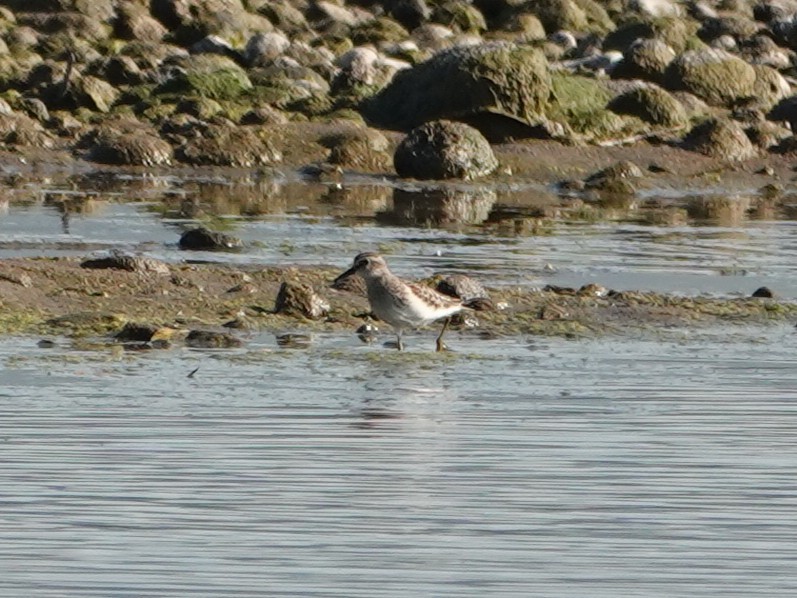 Least Sandpiper - ML642483975