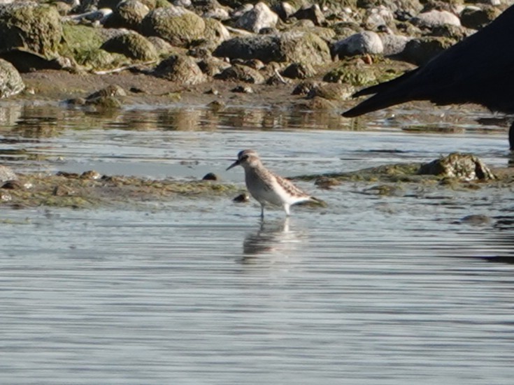 Least Sandpiper - ML642483976