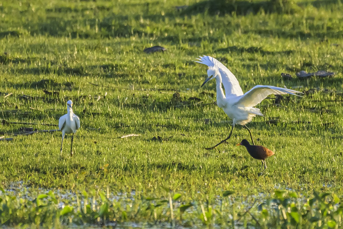 Snowy Egret - ML642483977