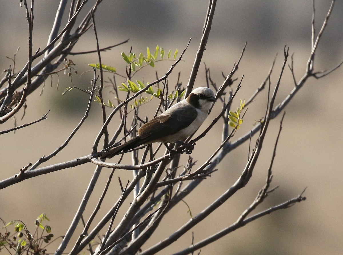 White-crowned Shrike - ML642483980
