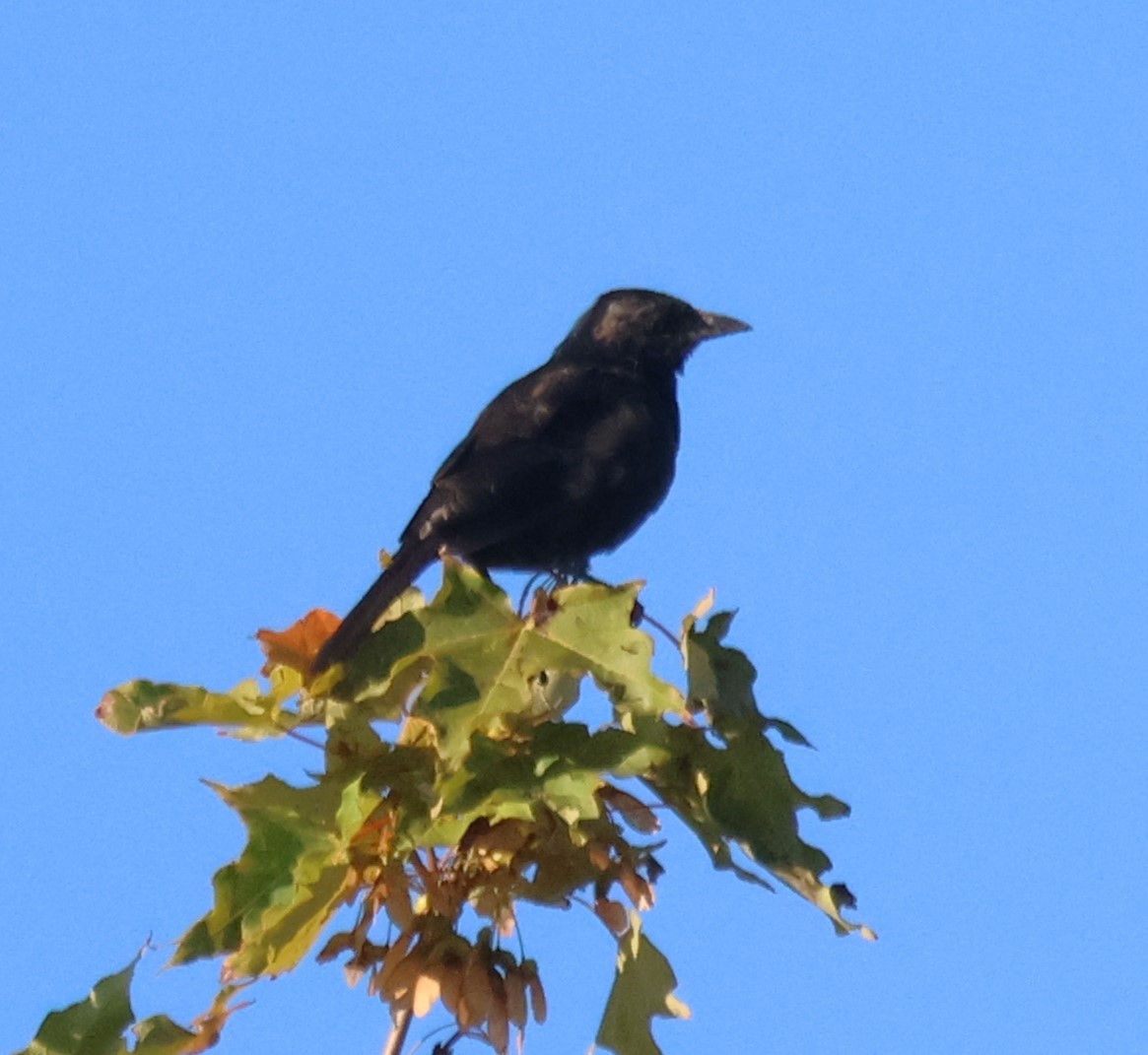 Common Grackle - ML642483986