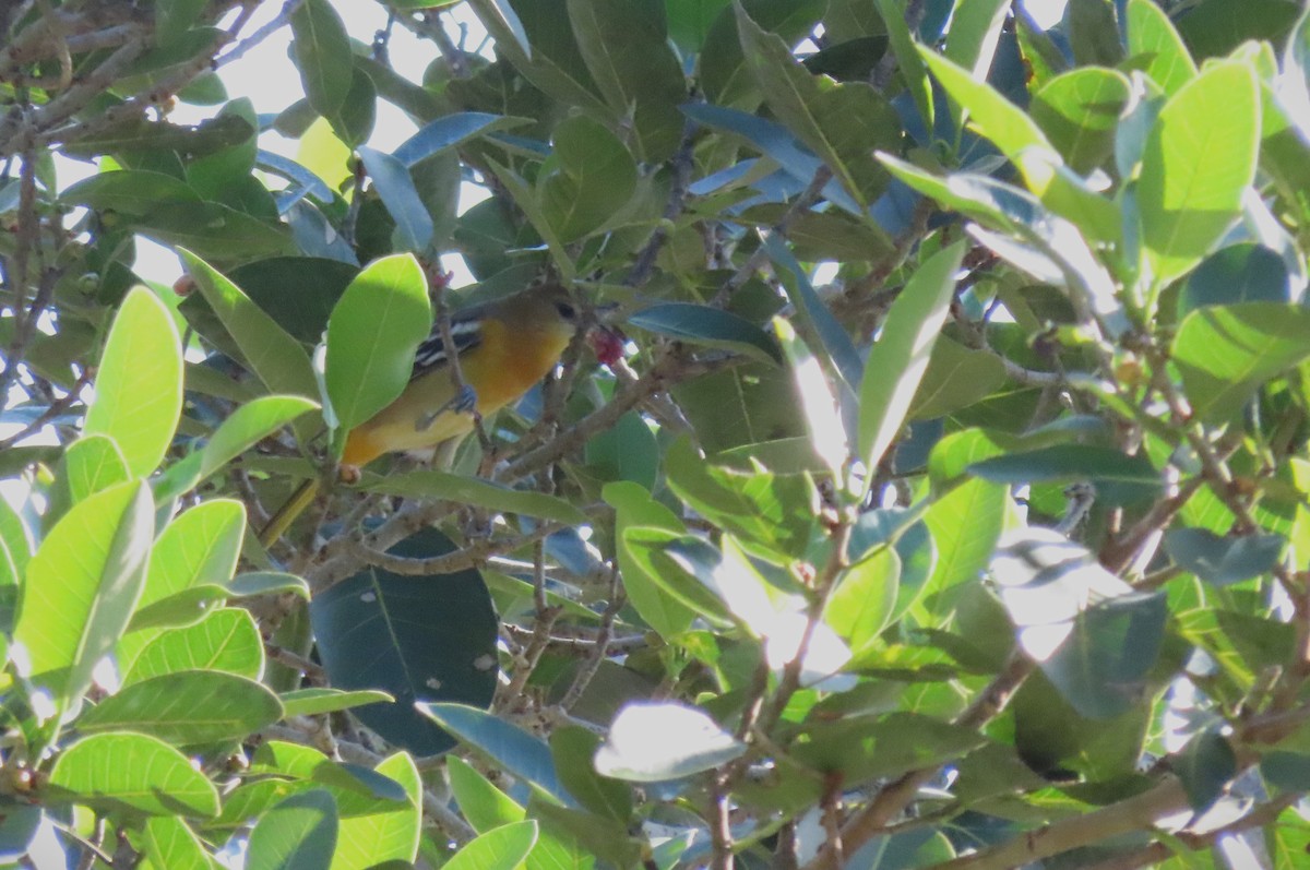 Baltimore Oriole - ML642483988