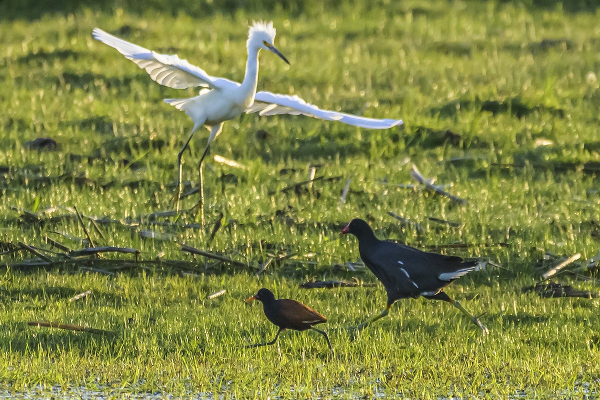 Wattled Jacana - ML642483992