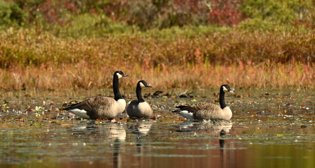 Canada Goose - ML642483994