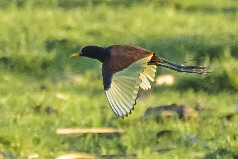 Wattled Jacana - ML642483996