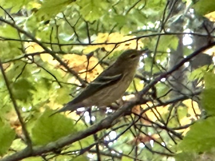 Blackpoll Warbler - ML642484001