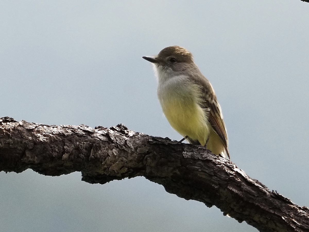 Dusky-capped Flycatcher - ML642484002