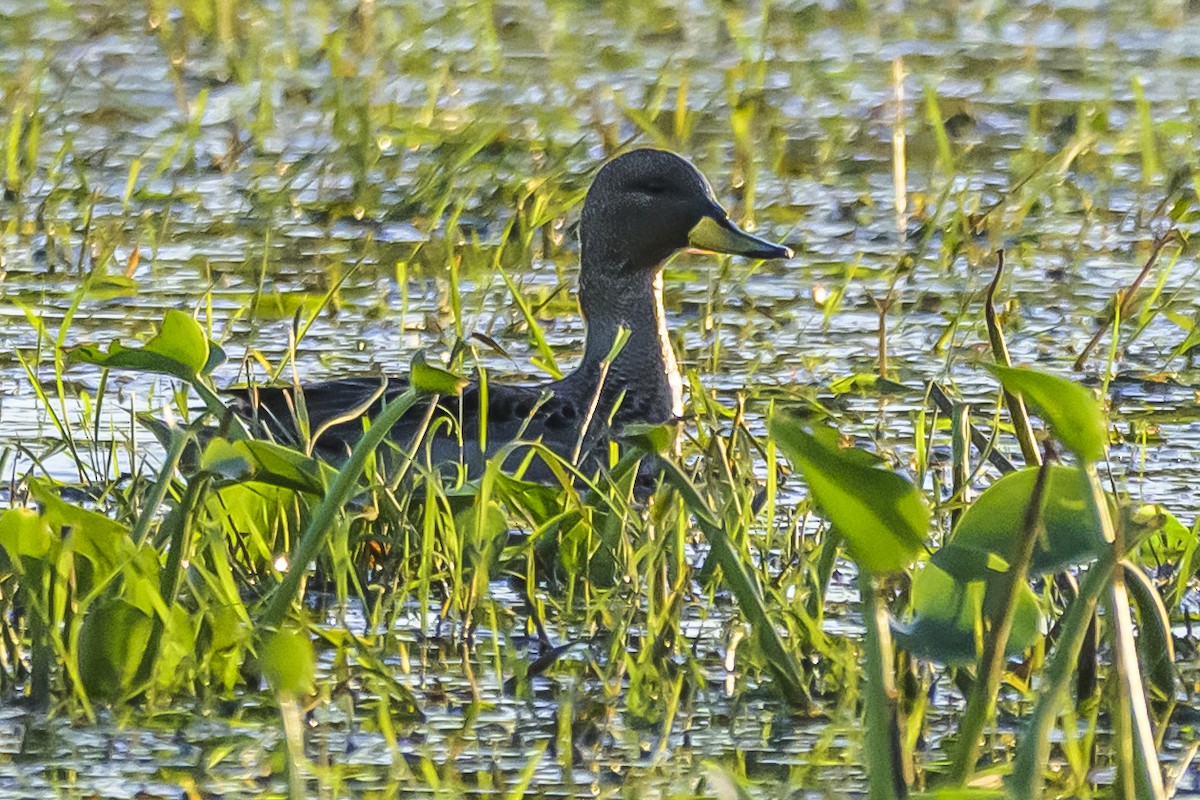 Yellow-billed Teal - ML642484003