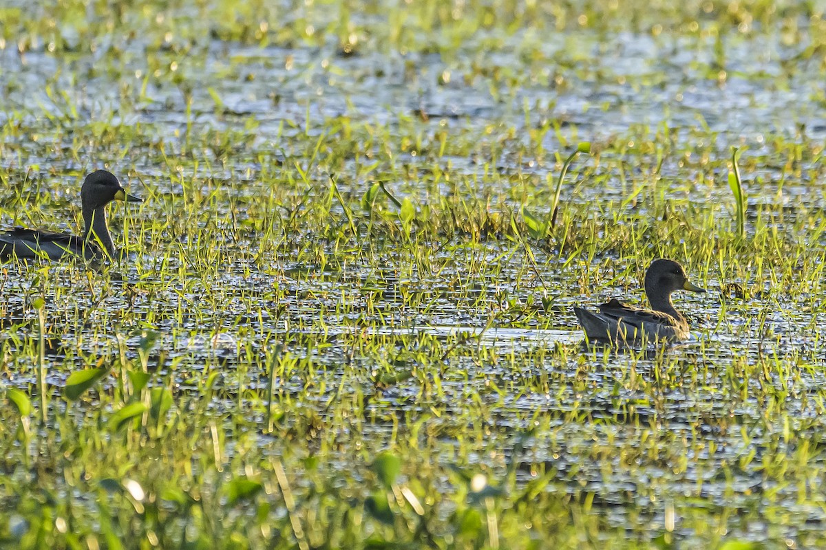 Yellow-billed Teal - ML642484009