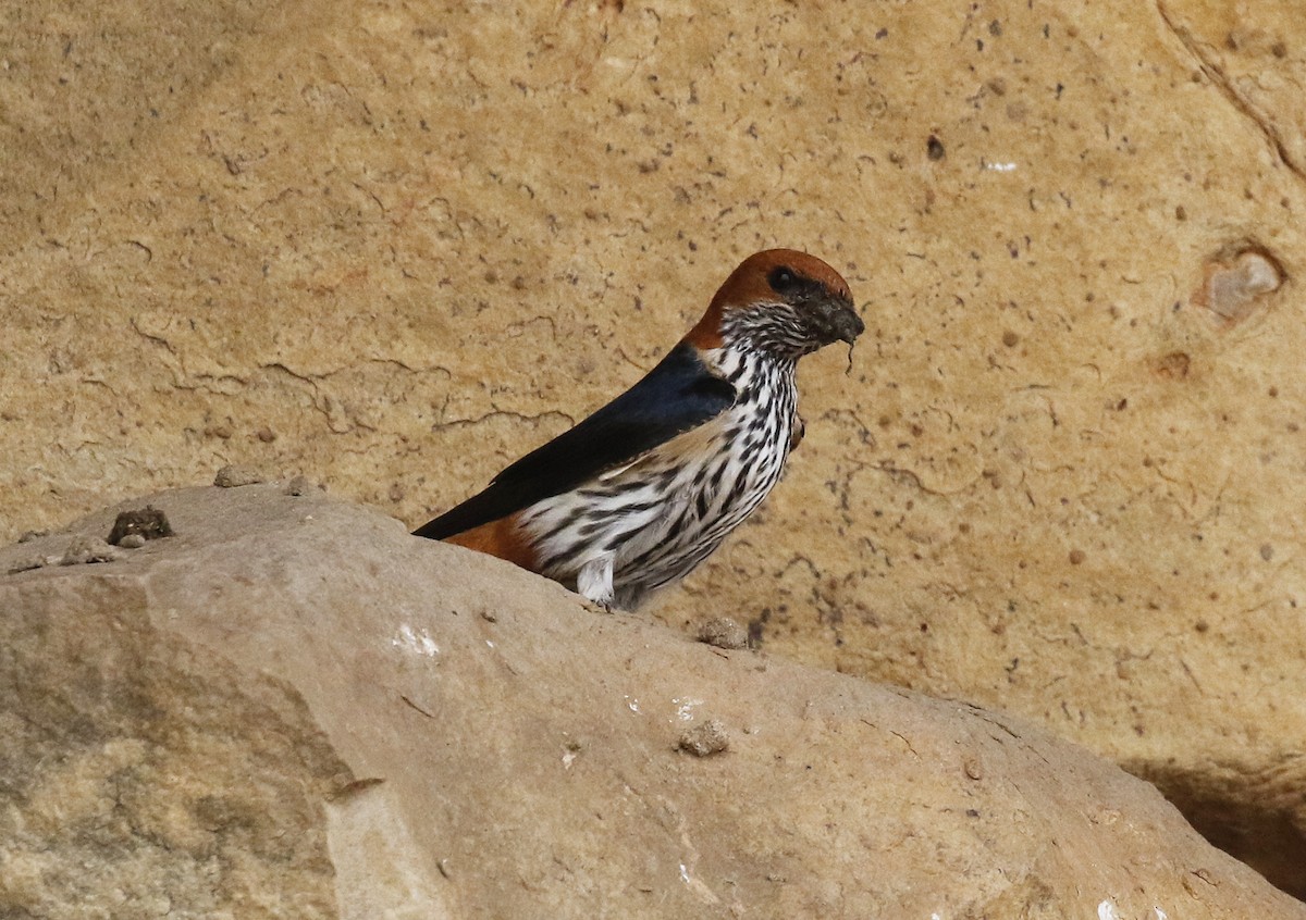 Lesser Striped Swallow - ML642484018