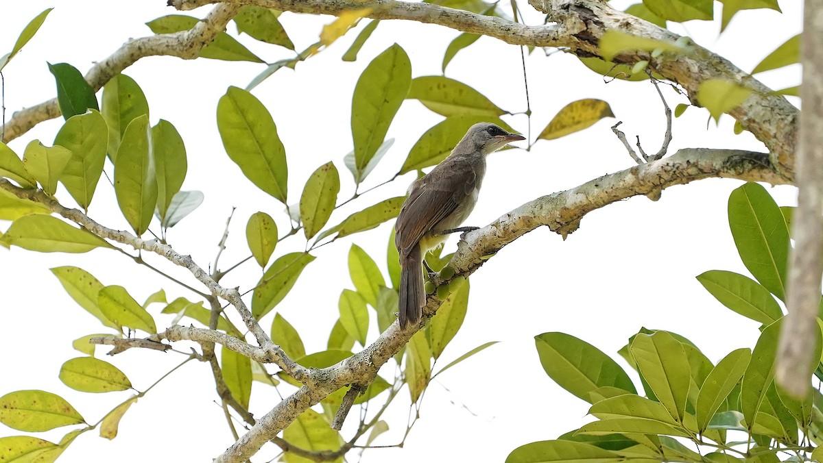 Yellow-vented Bulbul - ML642484024
