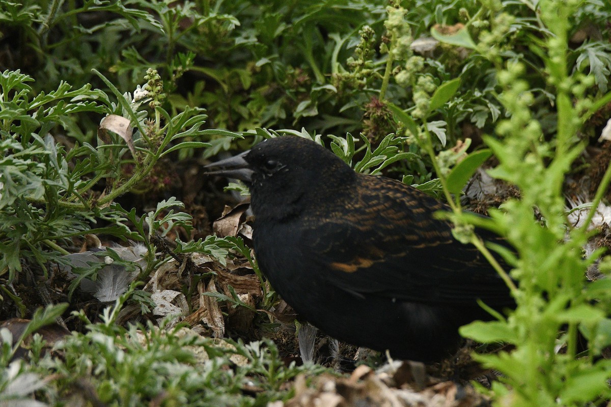 rødvingetrupial - ML642484030