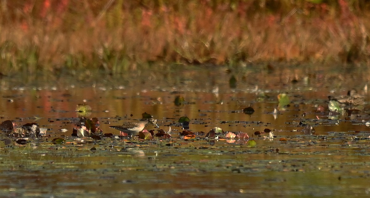 Solitary Sandpiper - ML642484031