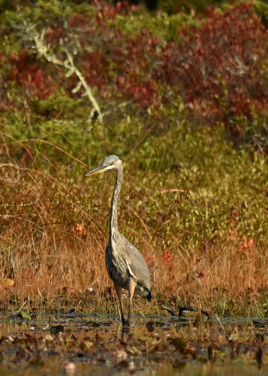 Great Blue Heron - ML642484047