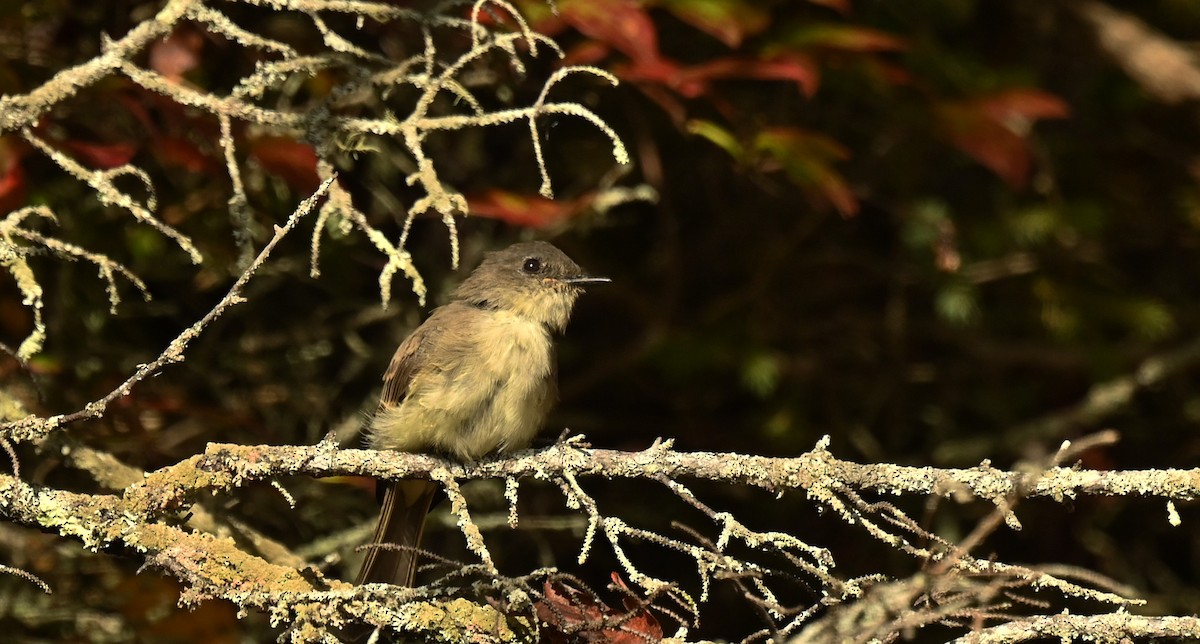 Eastern Phoebe - ML642484058