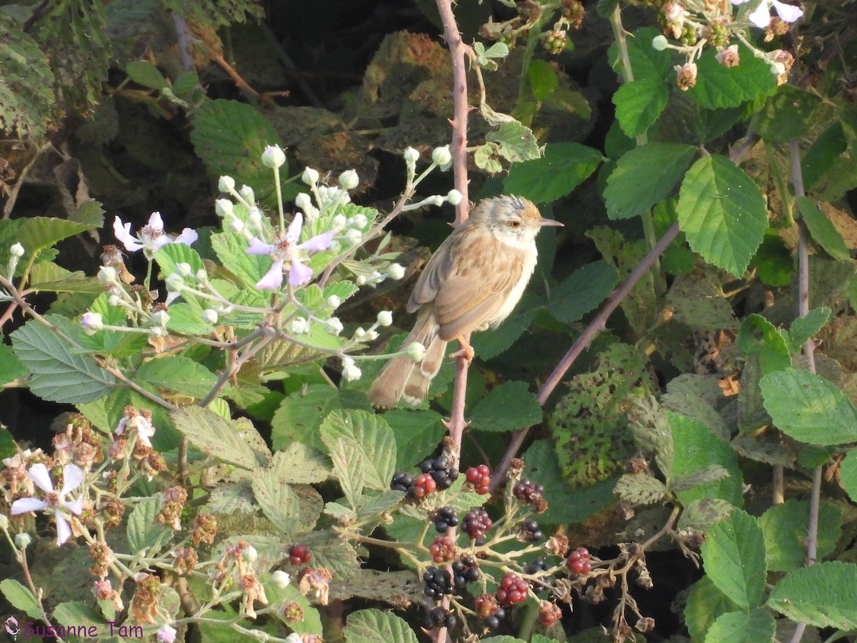 Graceful Prinia - ML642484060