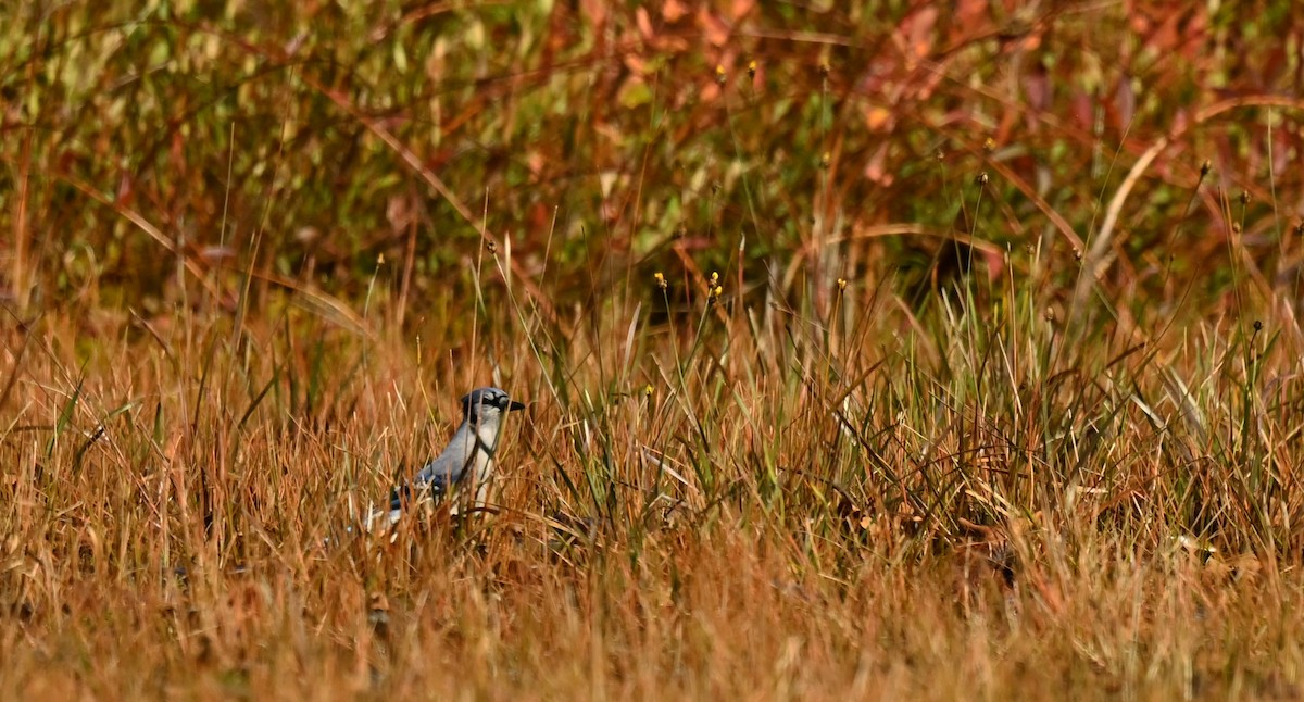 Blue Jay - ML642484076