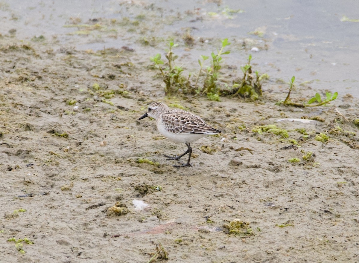 Semipalmated Sandpiper - ML642484087
